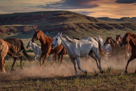 Horses Running in the US Today .